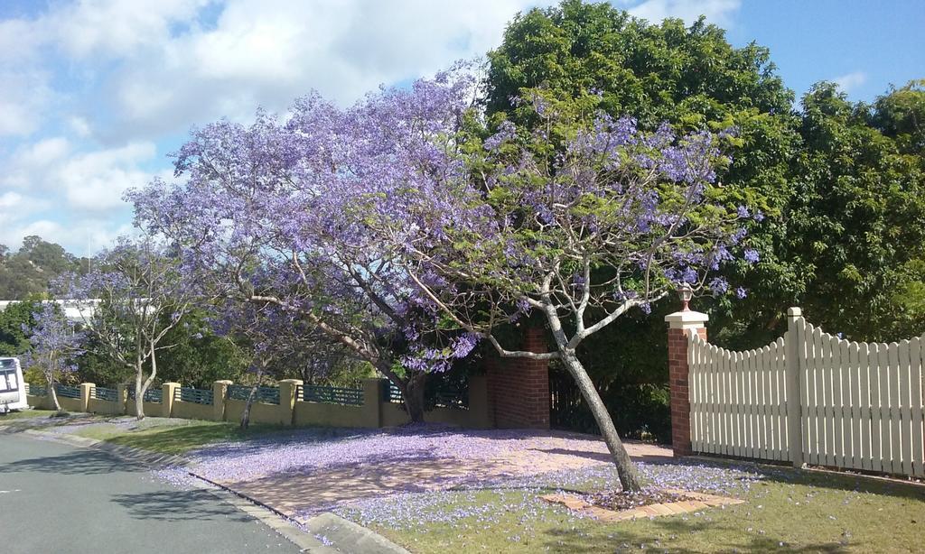 Tranquil Garden Hideaway Apartment Ormeau Exterior foto